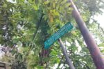 IMG 1664 Sedang